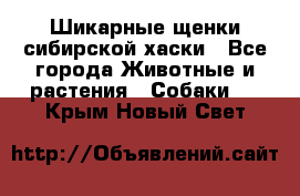 Шикарные щенки сибирской хаски - Все города Животные и растения » Собаки   . Крым,Новый Свет